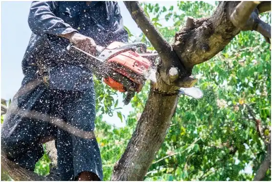 tree services Damascus
